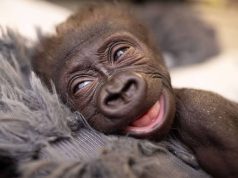 Nigeria Partners Turkey for Safe Return of Smuggled Baby Gorilla
