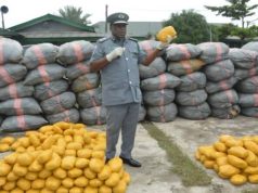 Customs Command Seizes 3,699 Parcels of Cannabis Sativa in Ogun