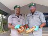 Customs Intercepts Pangolins, Tightens Crackdown on Wildlife Smuggling