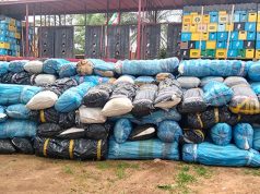 NDLEA Seizes Over 7 Tonnes of Cannabis, Arrests Five Suspects in Edo