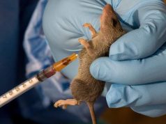 Oyo Confirms Lassa Fever Case, Activates Emergency Response