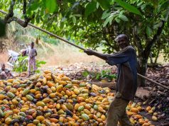 African Cocoa, Coffee Farmers Demand Fair Pricing Amid Global Market Boom