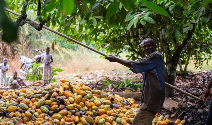 African Cocoa, Coffee Farmers Demand Fair Pricing Amid Global Market Boom