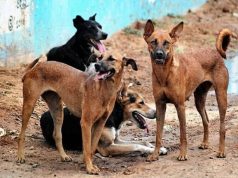 FCTA Launches Mass Vaccination, Targets 20,000 Dogs, Cats Against Rabies