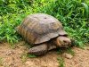 420-Year-Old Oyo Palace Tortoise, Baba, Dies