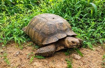 420-Year-Old Oyo Palace Tortoise, Baba, Dies