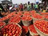 EU Invests $2.5m in Tomato Jos for Climate-Smart Farming Tomatoes Jos