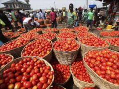 EU Invests $2.5m in Tomato Jos for Climate-Smart Farming Tomatoes Jos