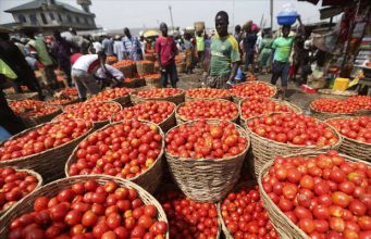 EU Invests $2.5m in Tomato Jos for Climate-Smart Farming Tomatoes Jos