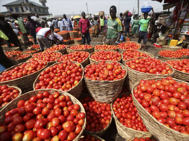 Tomato Jos 
