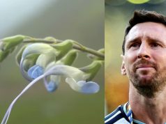 Scientists Name Endangered Peruvian Plant After Lionel Messi