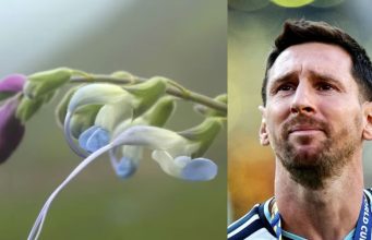 Scientists Name Endangered Peruvian Plant After Lionel Messi